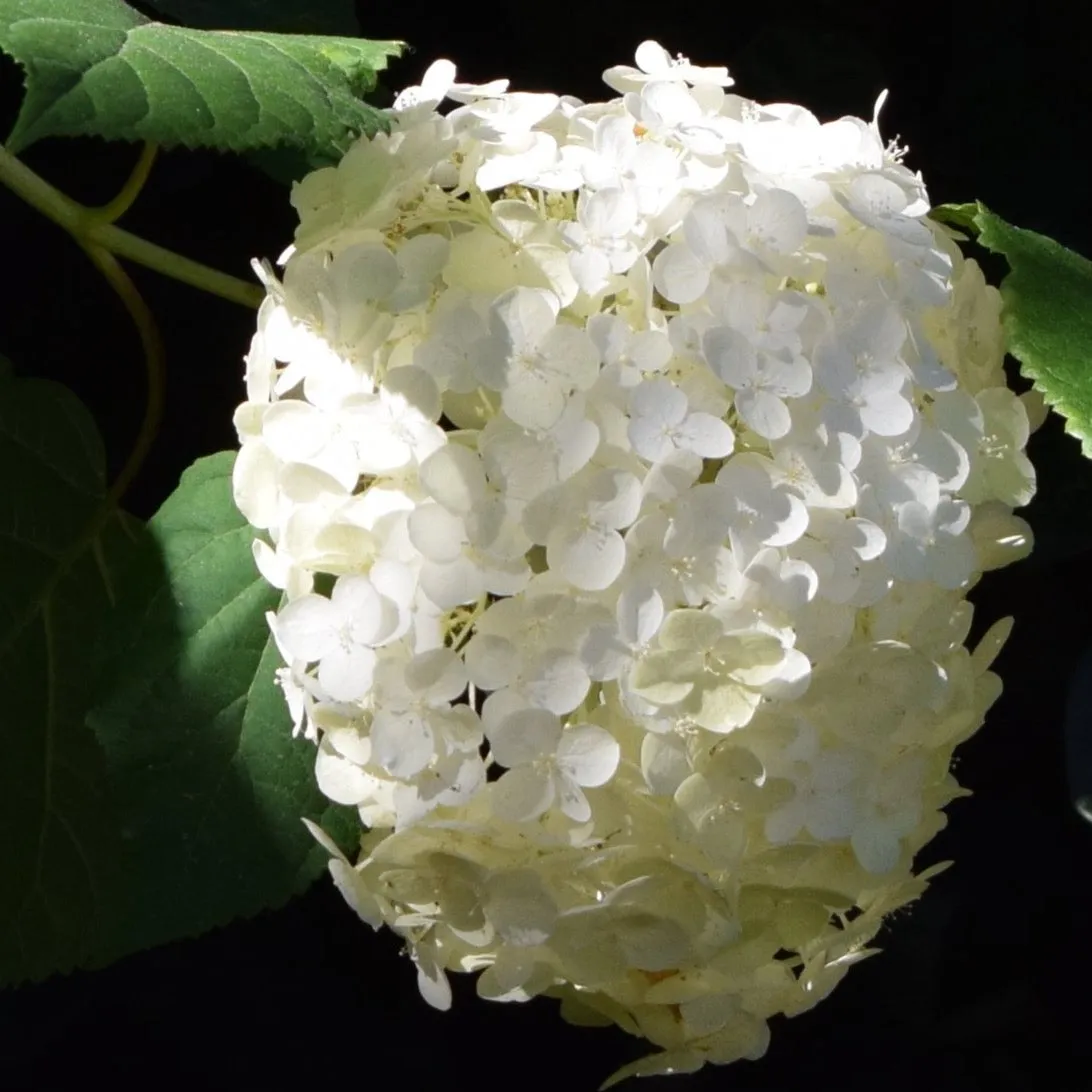 Hydrangea arborescens 'Incrediball'