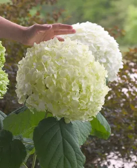 Hydrangea arborescens 'Incrediball'