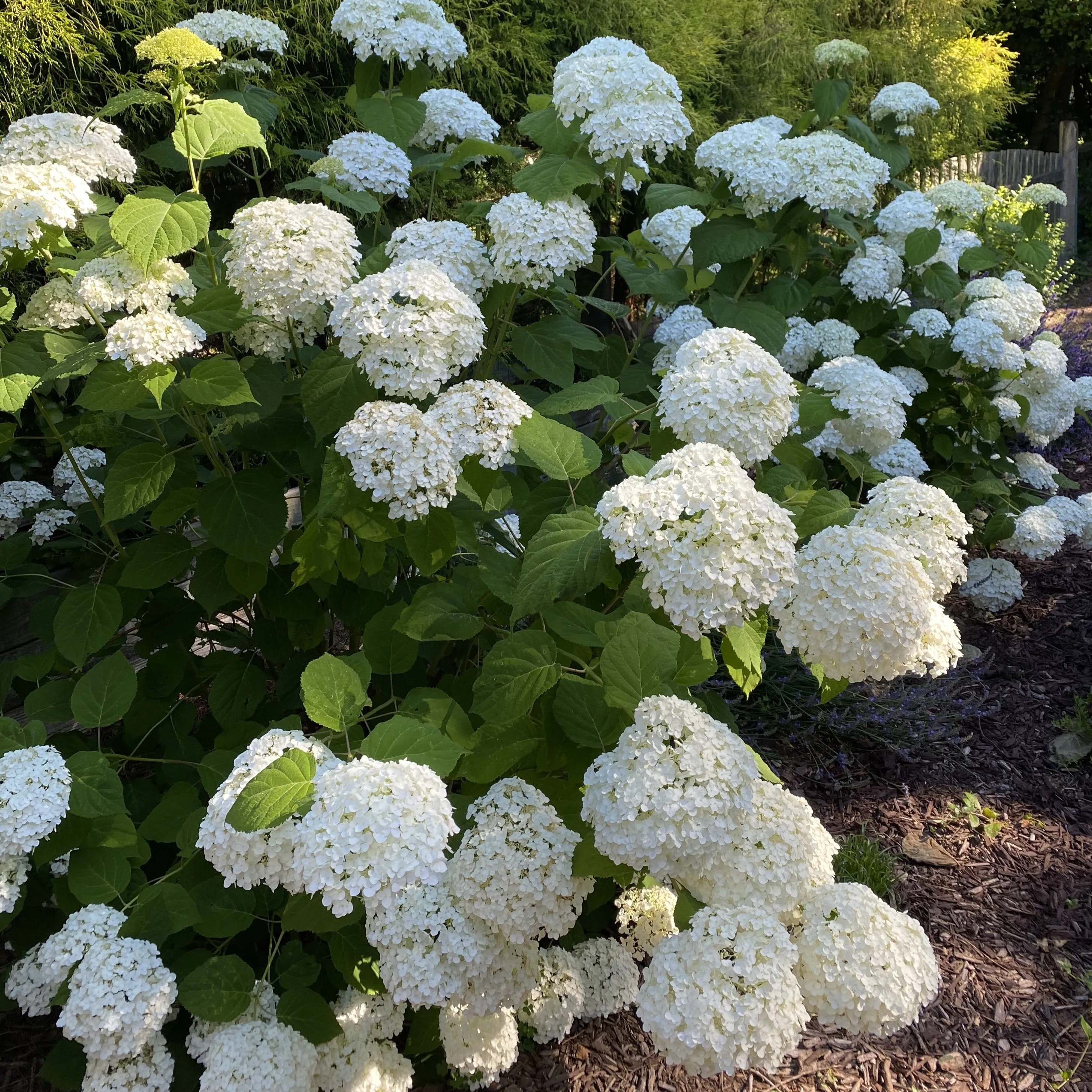 Hydrangea arborescens 'Incrediball'