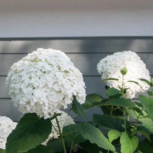 Hydrangea arborescens 'Incrediball'