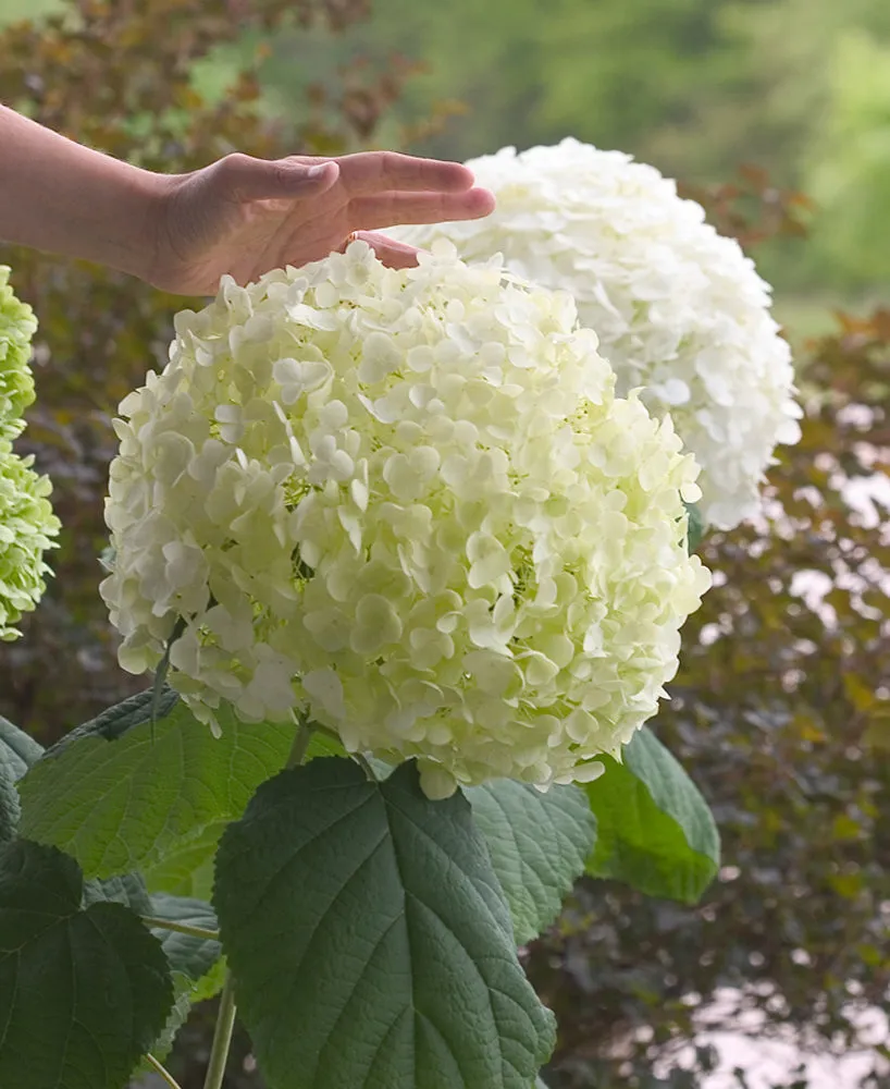 Hydrangea arborescens 'Incrediball'